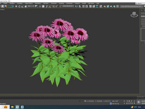Echinacea Merlot - Coneflower 3D Model