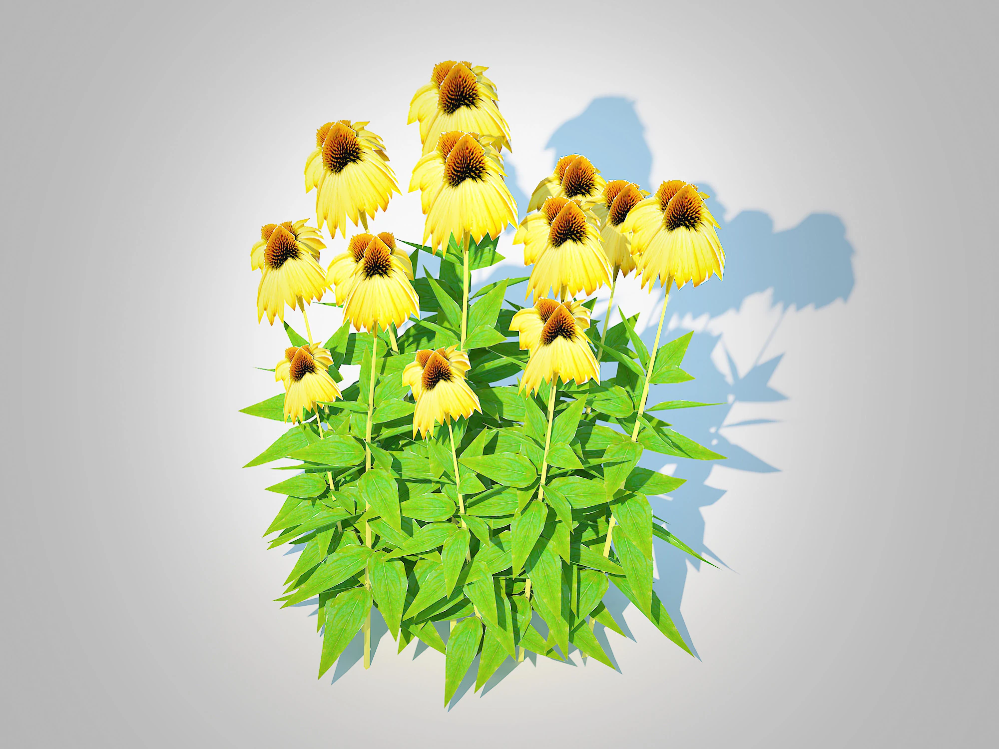 Echinacea Paradoxa - Coneflower 3D Model .c4d .max .obj .3ds .fbx .stl .blend 