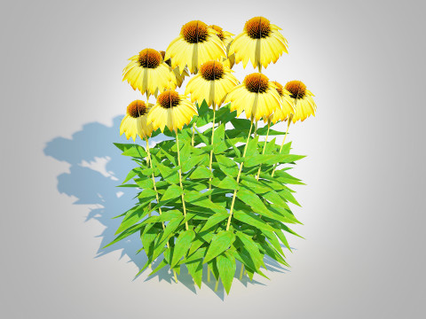 Echinacea Paradoxa - Coneflower Model 3D