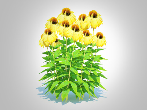 Echinacea Paradoxa - Coneflower Model 3D