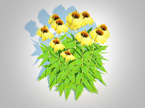 Echinacea Paradoxa - Coneflower Model 3D