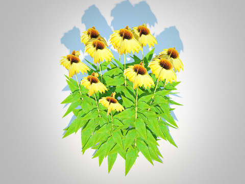 Echinacea Paradoxa - Coneflower Model 3D