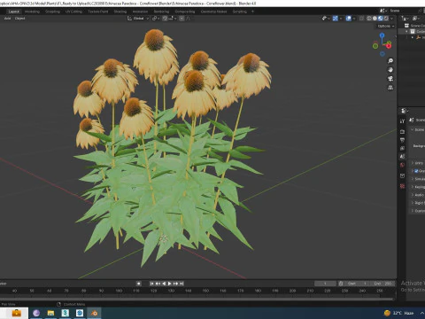 Echinacea Paradoxa - Coneflower 3D Model
