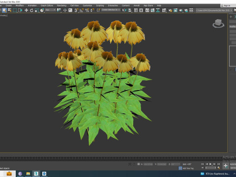 Echinacea Paradoxa - Coneflower Model 3D