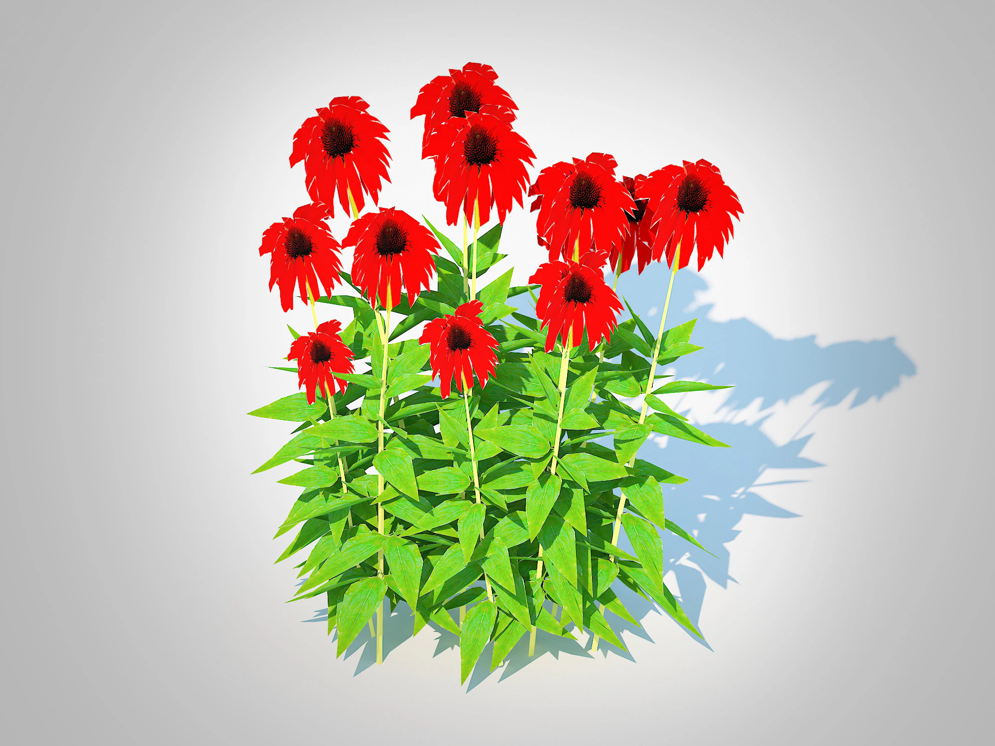 Echinacea Tomato Soup - Coneflower 3D Model .c4d .max .obj .3ds .fbx .stl .blend