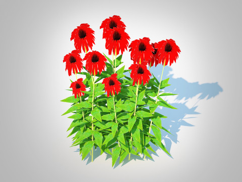 Echinacea Tomato Soup - Coneflower 3D Model