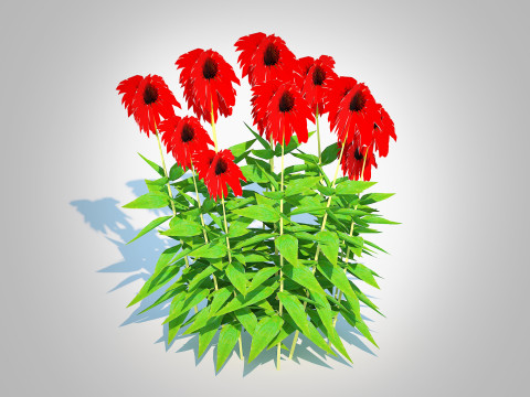Echinacea Tomato Soup - Coneflower 3D Model