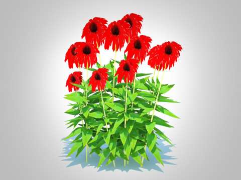 Echinacea Tomato Soup - Coneflower 3D Model