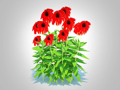 Echinacea Tomato Soup - Coneflower 3D Model