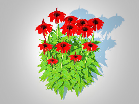 Echinacea Tomato Soup - Coneflower 3D Model