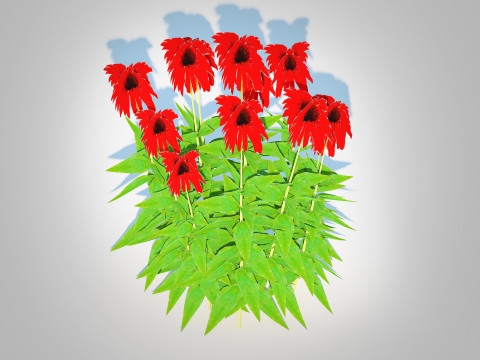 Echinacea Tomato Soup - Coneflower 3D Model