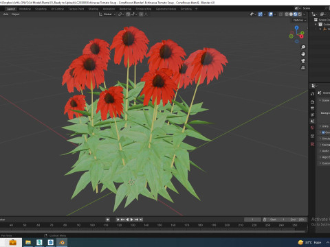Echinacea Tomato Soup - Coneflower 3D Model