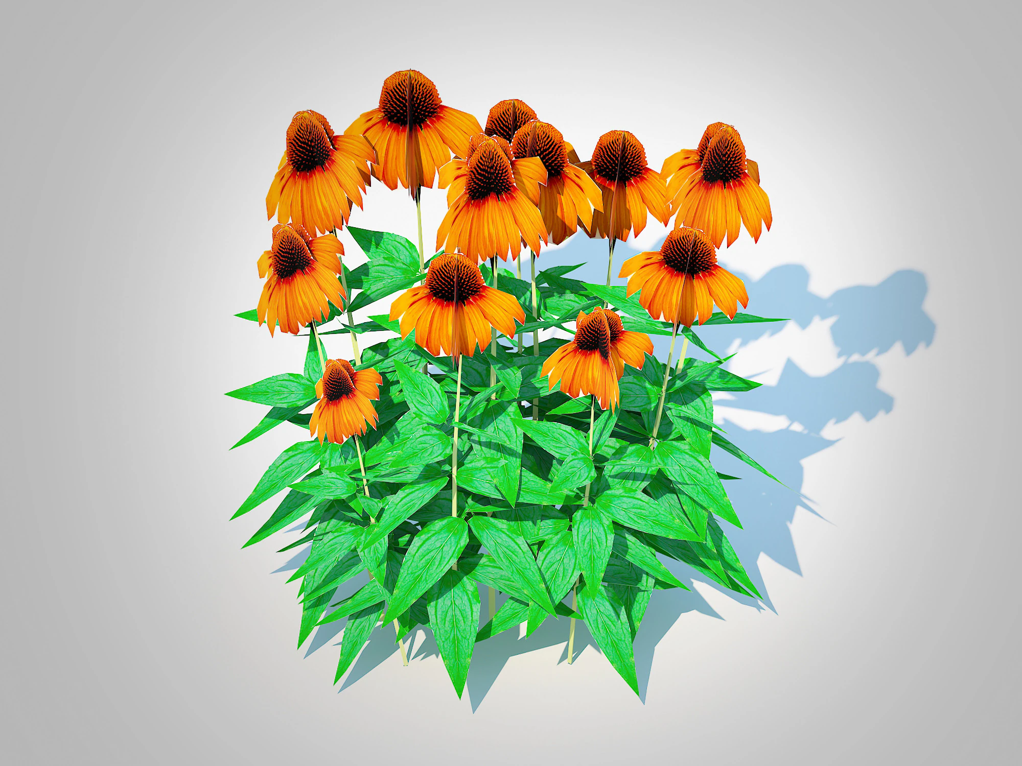 Echinacea Julia - Coneflower 3D Model .c4d .max .obj .3ds .fbx .stl .blend