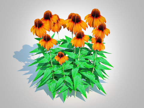 Echinacea Julia - Coneflower 3D मॉडल