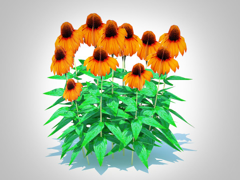 Echinacea Julia - Coneflower 3D मॉडल