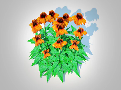 Echinacea Julia - Coneflower 3D Model