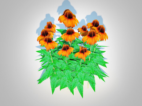 Echinacea Julia - Coneflower 3D मॉडल