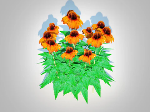 Echinacea Julia - Coneflower 3D Model