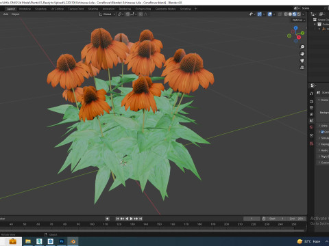 Echinacea Julia - Coneflower 3D मॉडल