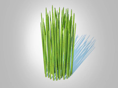 Equisetum hyemale - Cana de Cavalinha Modelo 3D