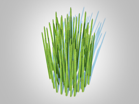 Equisetum hyemale - Horsetail Reed 3D Model