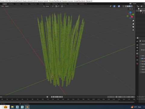 Equisetum hyemale - Horsetail Reed 3D Model