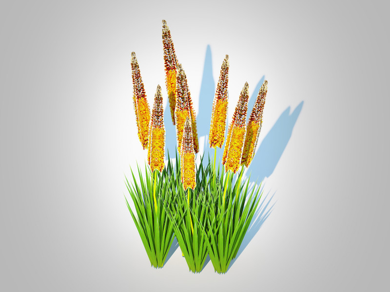 Eremurus - Foxtail LilyOrange Model 3D .c4d .max .obj .3ds .fbx .stl .blend
