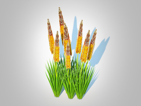 Eremurus - Foxtail LilyOrange 3Dモデル