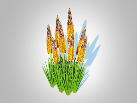 Eremurus - Foxtail LilyOrange Model 3D