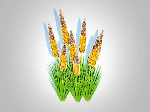 Eremurus - Foxtail LilyOrange 3D Model