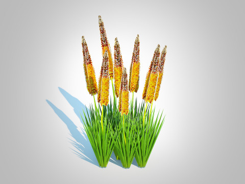 Eremurus - Foxtail LilyOrange Model 3D
