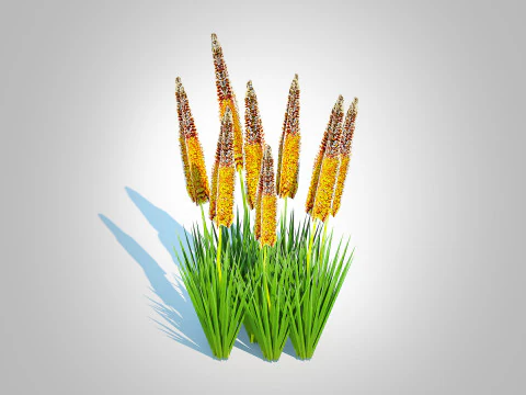 Eremurus - Foxtail LilyOrange 3D Model
