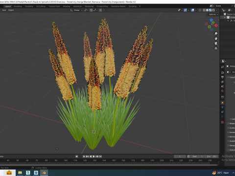 Eremurus - Foxtail LilyOrange Model 3D