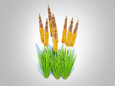 Eremurus - Foxtail LilyOrange Model 3D