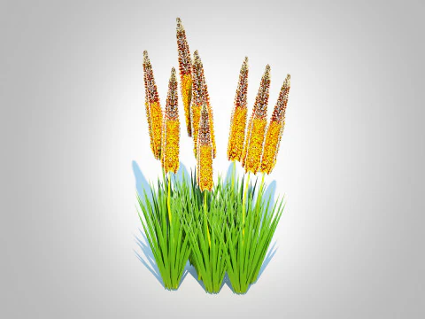Eremurus - Foxtail LilyOrange 3D Model