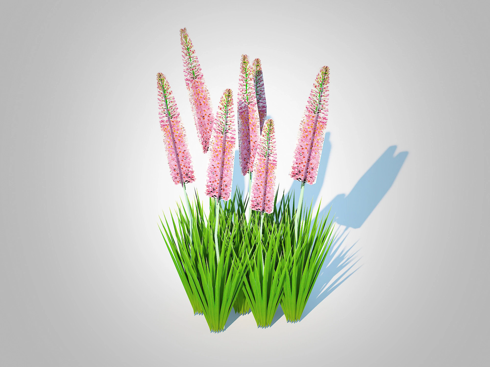 Eremurus - Foxtail Lily Pink 3D Model .c4d .max .obj .3ds .fbx .stl .blend