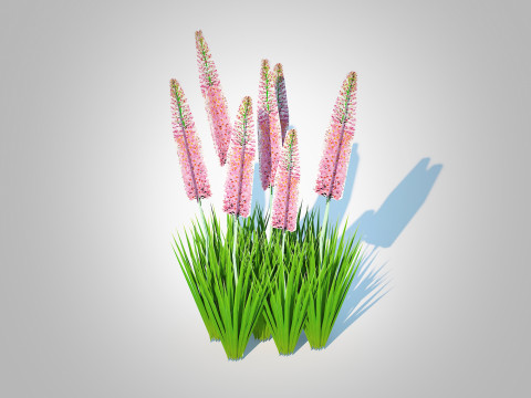 Eremurus - Foxtail Lily Pink 3Dモデル