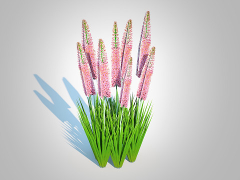 Eremurus - Foxtail Lily Pink Modello 3D