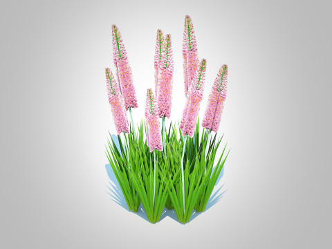 Eremurus - Foxtail Lily Pink Modello 3D
