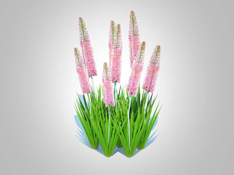 Eremurus - Foxtail Lily Pink 3D Model
