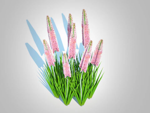 Eremurus - Foxtail Lily Pink 3D Model
