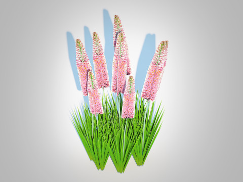 Eremurus - Foxtail Lily Pink Modello 3D