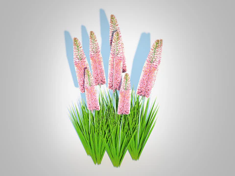 Eremurus - Foxtail Lily Pink 3D Model