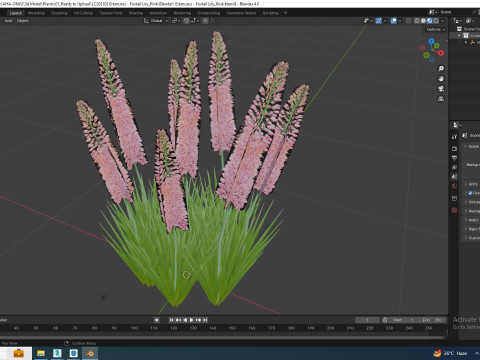 Eremurus - Foxtail Lily Pink Modello 3D