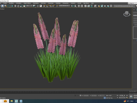 Eremurus - Foxtail Lily Pink Modello 3D