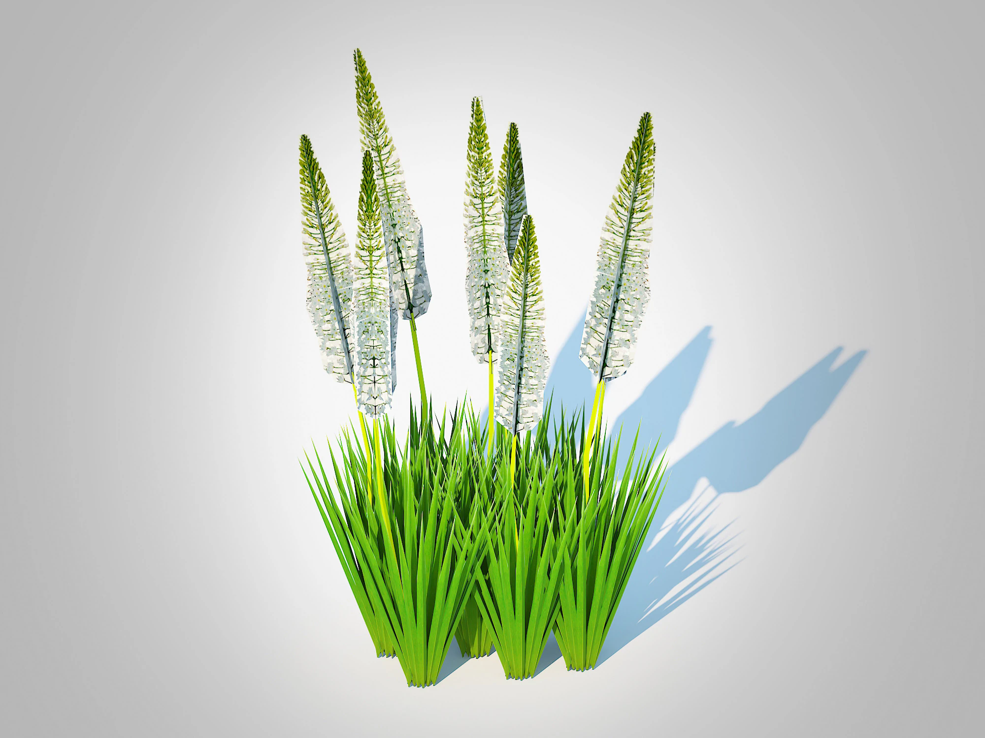 Eremurus - Foxtail Lily White 3D Model .c4d .max .obj .3ds .fbx .stl .blend