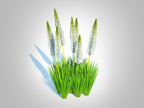 Eremurus - Foxtail Lily White 3D 모델