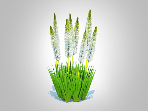 Eremurus - Foxtail Lily White 3D 모델