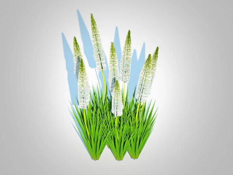 Eremurus - Foxtail Lily White 3D Model