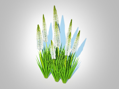Eremurus - Foxtail Lily White 3D 모델